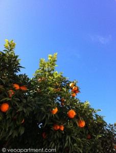 seville oranges