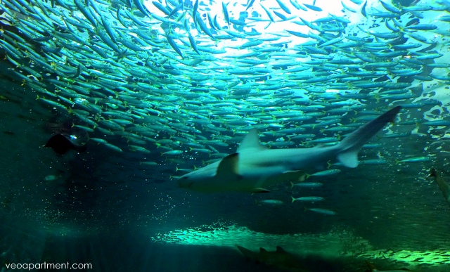 seville aquarium (1)