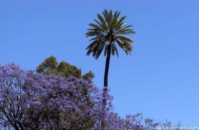 jacarandas