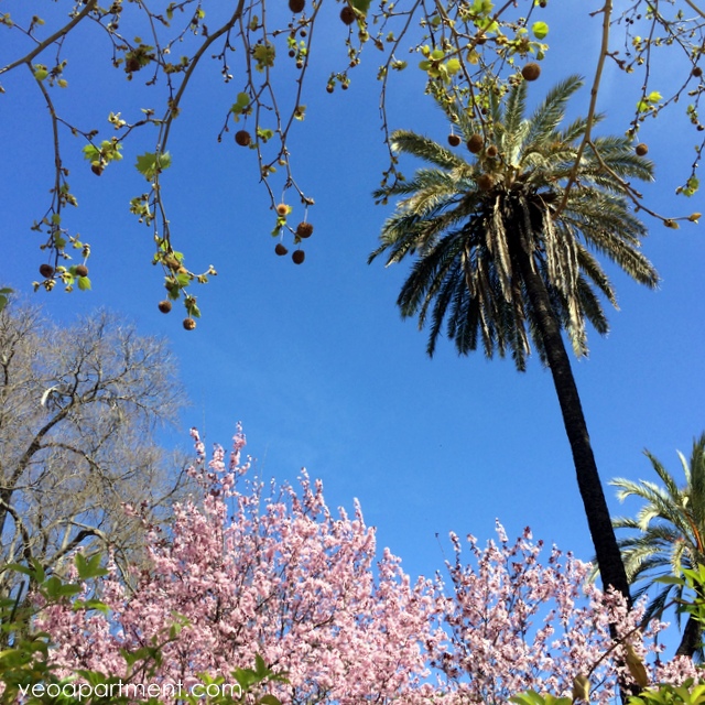 spring blossoms